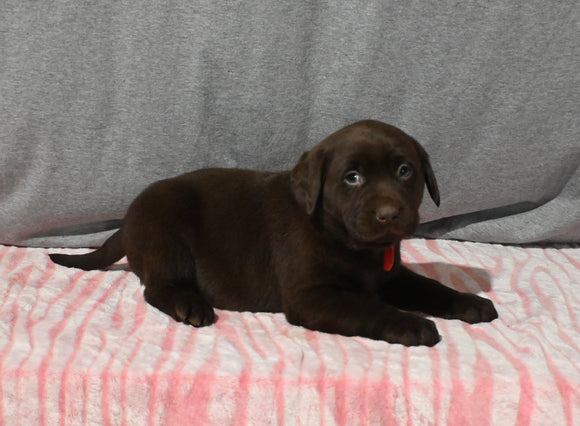 AKC Registered Labrador Retriever For Sale Millersburg OH Female-Brook