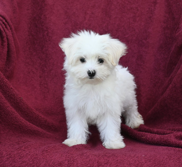 ACA Registered Maltese For Sale Baltic OH Female-Bailey