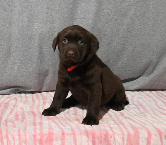 AKC Registered Labrador Retriever For Sale Millersburg OH Female-Brook