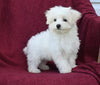 ACA Registered Maltese For Sale Baltic OH Female-Bailey