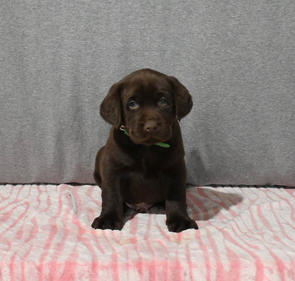 AKC Registered Labrador Retriever For Sale Millersburg OH Male-Bryce