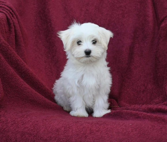 ACA Registered Maltese For Sale Baltic OH Female-Ember