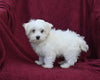 ACA Registered Maltese For Sale Baltic OH Female-Ember