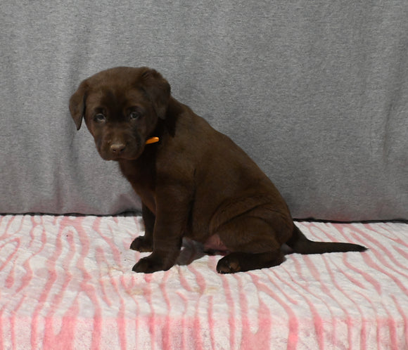 AKC Registered Labrador Retriever For Sale Millersburg OH Male-Brady