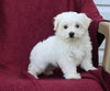 ACA Registered Maltese For Sale Baltic OH Female-Jacey