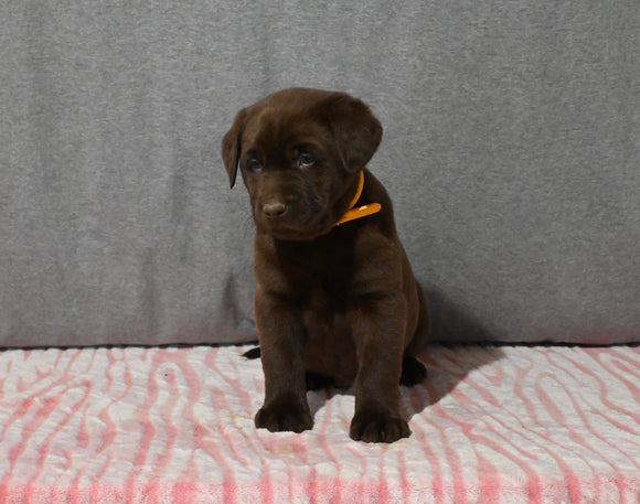 AKC Registered Labrador Retriever For Sale Millersburg OH Male-Brady