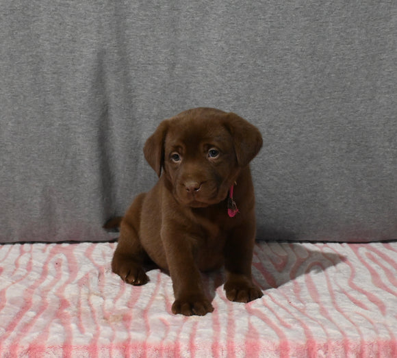 AKC Registered Labrador Retriever For Sale Millersburg OH Female-Brittany