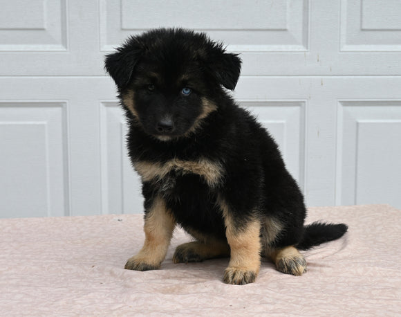 German Shepherd/ Siberian Husky For Sale Holmesville OH Female-Rosetta