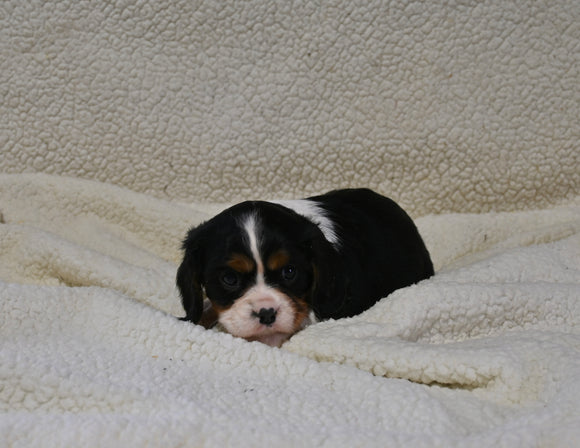 AKC Registered Cavalier KCS For Sale Wooster OH Male-Ollie