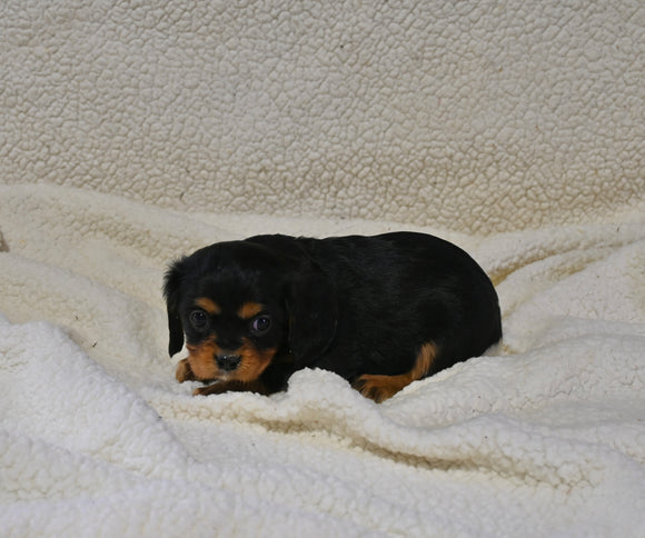 AKC Registered Cavalier KCS For Sale Wooster OH Female-Chloe