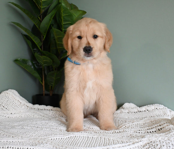 AKC Registered Golden Retriever For Sale Applecreek OH Male-Maverick