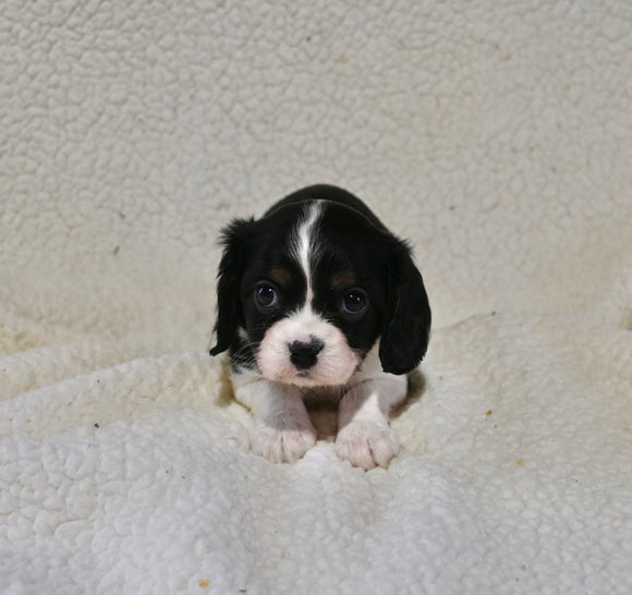 AKC Registered Cavalier KCS For Sale Wooster OH Male-Finn