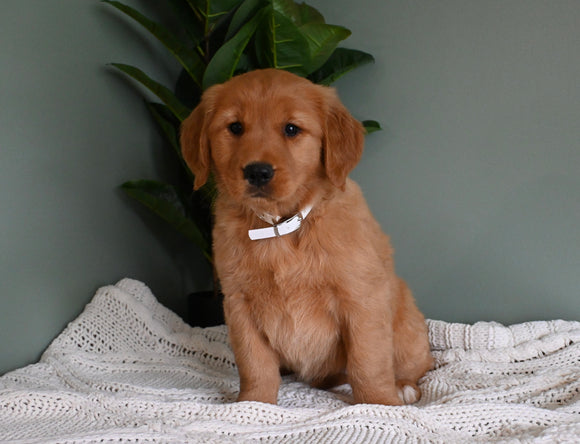 AKC Registered Golden Retriever For Sale Applecreek OH Female-Sandy