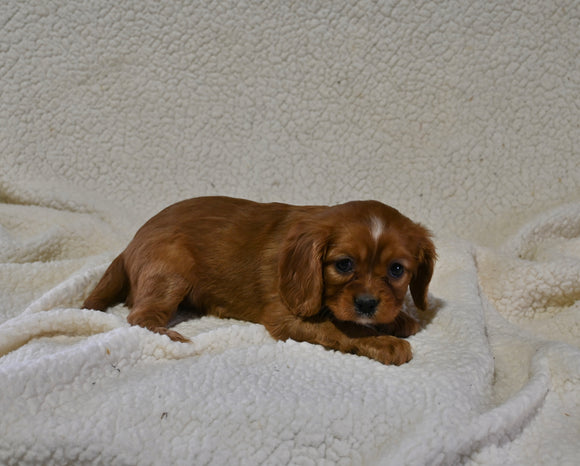 AKC Registered Cavalier KCS For Sale Wooster OH Female-Millie