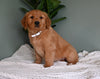 AKC Registered Golden Retriever For Sale Applecreek OH Female-Sandy