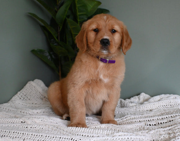 AKC Registered Golden Retriever For Sale Applecreek OH Female-Mellow