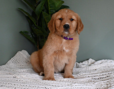 AKC Registered Golden Retriever For Sale Applecreek OH Female-Mellow