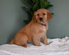 AKC Registered Golden Retriever For Sale Applecreek OH Female-Mellow