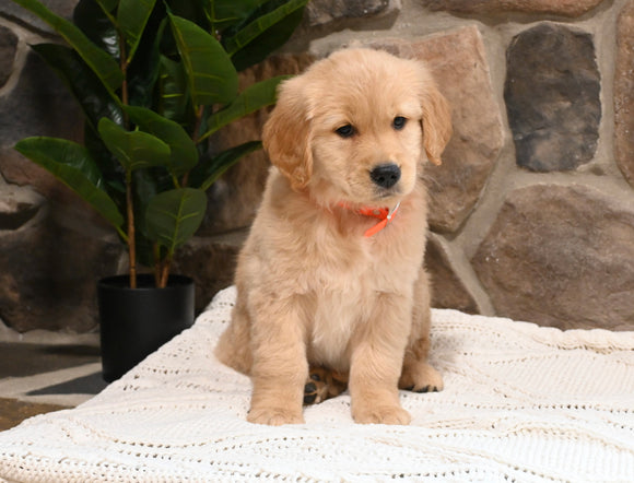 AKC Registered Golden Retriever For Sale Applecreek OH Female-Carli