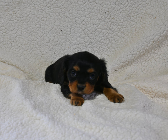 AKC Registered Cavalier KCS For Sale Wooster OH Female-Willow