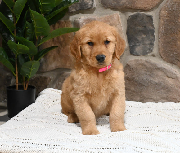 AKC Registered Golden Retriever For Sale Applecreek OH Female-Bella