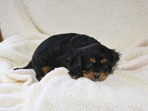 AKC Registered Cavalier KCS For Sale Wooster OH Male-Winston