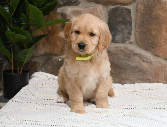 AKC Registered Golden Retriever For Sale Applecreek OH Female-Juno