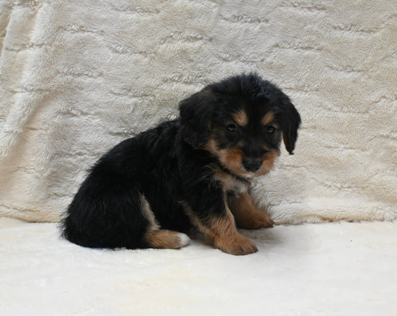 F1 Corgipoo For Sale Fresno OH Male-Maverick