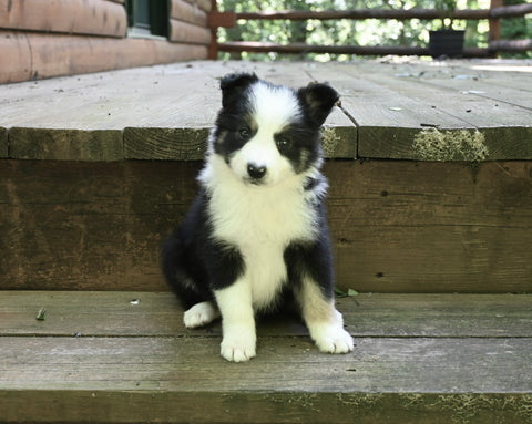 ABCA Registered Border Collie For Sale Warsaw OH Female-Queenie