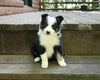 ABCA Registered Border Collie For Sale Warsaw OH Female-Queenie