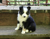 ABCA Registered Border Collie For Sale Warsaw OH Female-Queenie