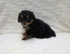 F1 Corgipoo For Sale Fresno OH Female-Molly