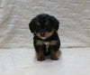 F1 Corgipoo For Sale Fresno OH Female-Molly