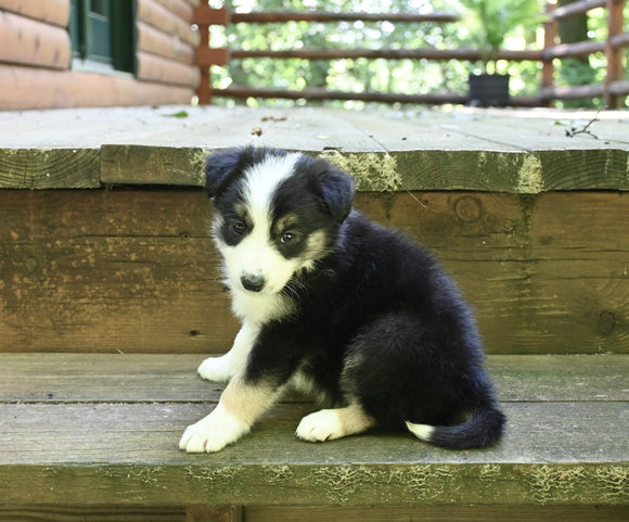 ABCA Registered Border Collie For Sale Warsaw OH Female-Lola