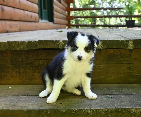 ABCA Registered Border Collie For Sale Warsaw OH Female-Molly