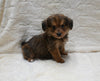 F1 Corgipoo For Sale Fresno OH Female-Sadie