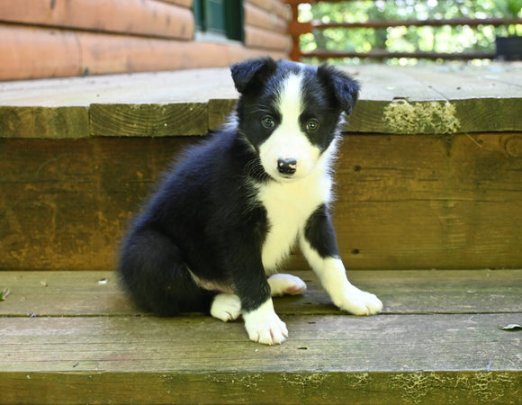 ABCA Registered Border Collie For Sale Warsaw OH Male-Ace