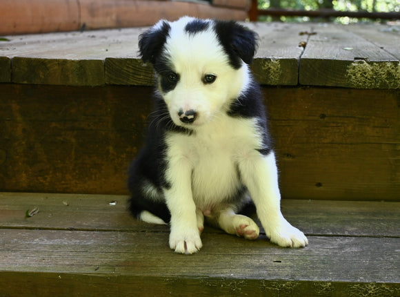 ABCA Registered Border Collie For Sale Warsaw OH Male-Leo