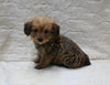 F1 Corgipoo For Sale Fresno OH Female-Sandy