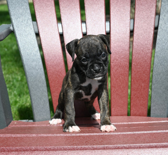 AKC Registered Boxer For Sale Fredericksburg OH Female-Nalah