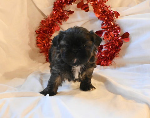 Shih-Tzu For Sale-Fresno Ohio Female-Holly