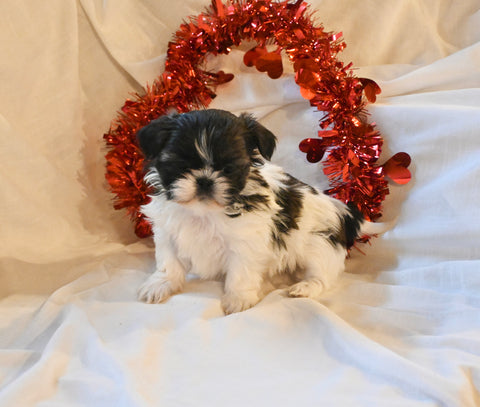 Shih-Tzu For Sale Millersburg Ohio Female-Izzy