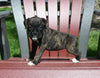 AKC Registered Boxer For Sale Fredericksburg OH Female-Nalah
