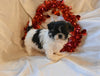 Shih-Tzu For Sale Millersburg Ohio Female-Izzy