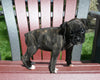 AKC Registered Boxer For Sale Fredericksburg OH Female-Nalah