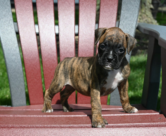 AKC Registered Boxer For Sale Fredericksburg OH Female-Nova