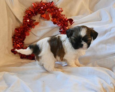 Shih Tzu For Sale Fresno Ohio-Male Buster