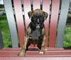 AKC Registered Boxer For Sale Fredericksburg OH Female-Nova