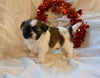 Shih Tzu For Sale Fresno Ohio-Male Buster