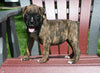 AKC Registered Boxer For Sale Fredericksburg OH Female-Nova